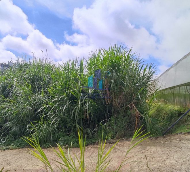 z4791971488959_d079c8d21a3bd2a7db3c2161f644f5b9