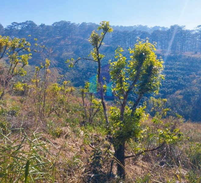 z5188961003667_bfc35aef1992f2e3f0ba924b145cfbfb