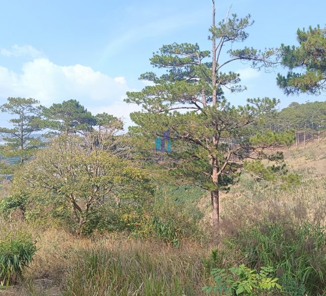 z5215941216045_2453cb19222e94b0eeadda47d17f8358