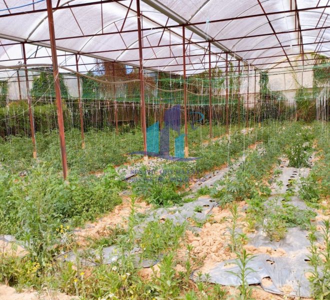 z5223019069450_e88260c430272ed43167edb0285b164c